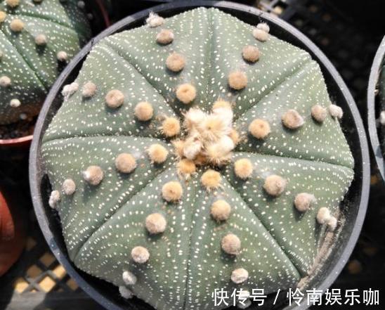 想要养好多肉植物,就从4方面下功夫,个个叶片厚实又肥美