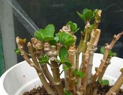 修剪工作不能等,这几种花立秋就修剪,开花更多生长旺