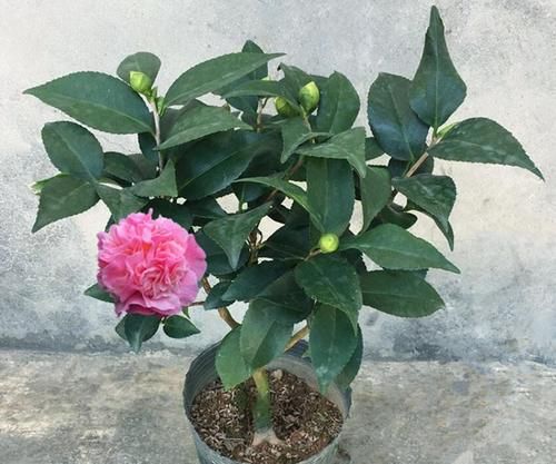  土壤|养杜鹃、茶花和栀子花先打好两个基础，枝叶不黄不掉，花开不断
