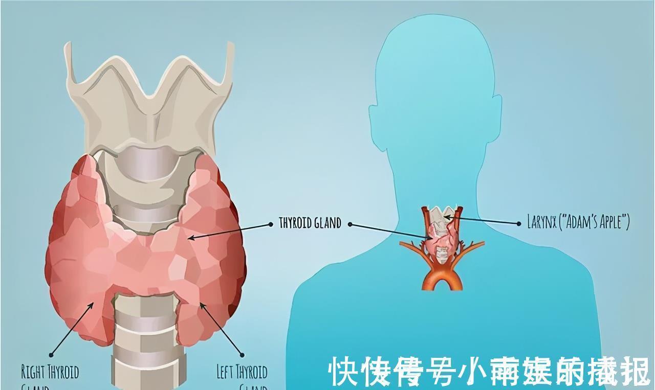 甲状腺|甲状腺疾病发病率急速攀升，出现这些信号千万要警惕！