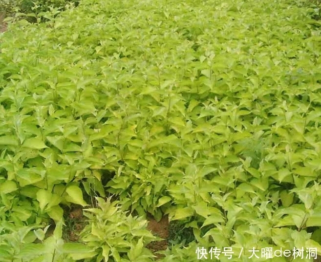 帮你忙|油脂性皮肤烦恼多,巧用这种叶子就能帮你忙,不仅祛痘还去肺火