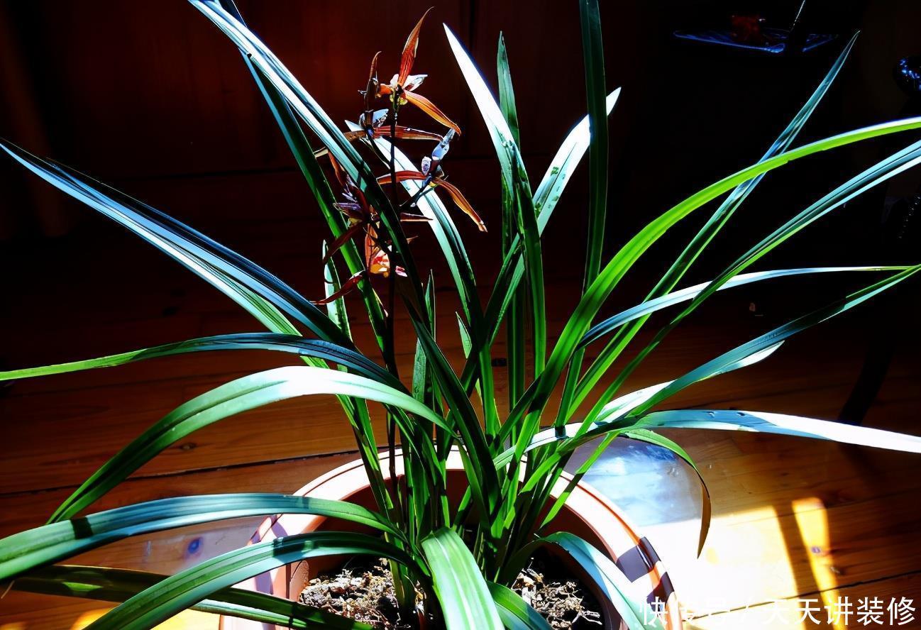 光照|家中的兰花盆栽多年不开花，究其原因，不过是这3点没做好罢了