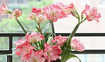 这“三种花”易爆盆,“遇水疯长”又耐寒,大冷天也能自己生长!