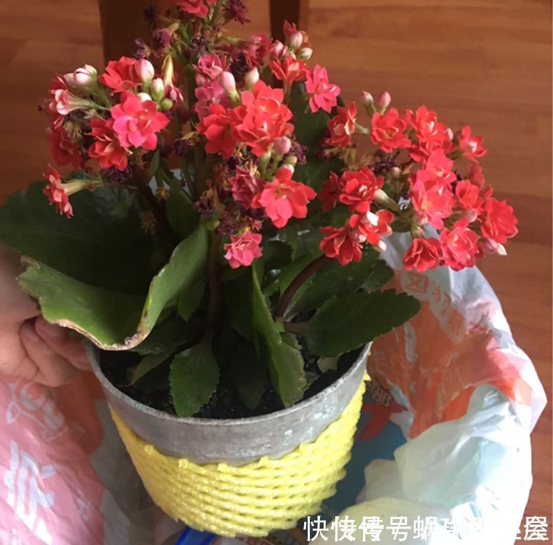 君子兰|30℃以上,10种花就先别养了,买一盆死一盆,别怪我没提醒你