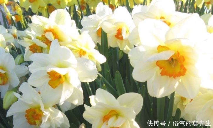 这7种年宵花,花开富贵、喜气临门寓意好,你最喜欢哪一种?