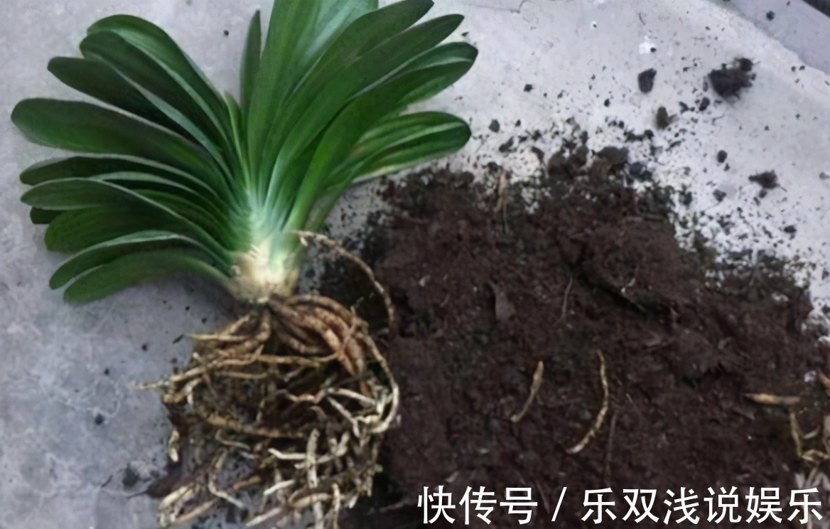 想换盆怕把花“换死”？教你一个“安全”的方法，换完快速生长