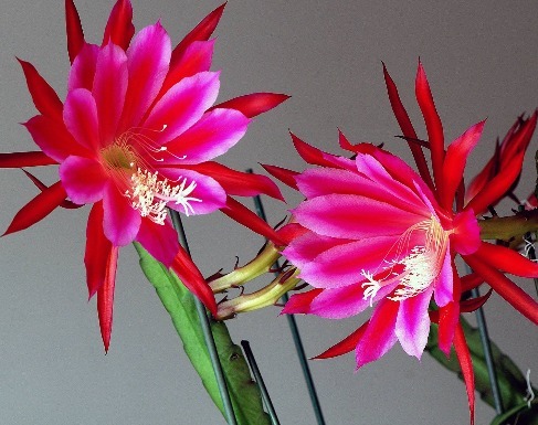 家养4种花,花朵大如拳、花量多“3倍”,一开就成“大花盆”