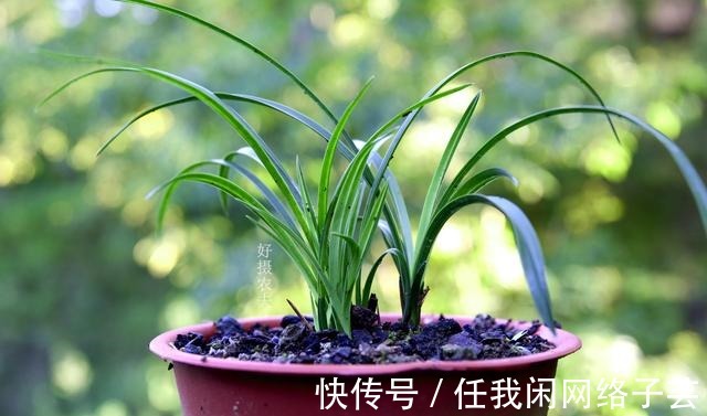 松针土的秘密，不在松针，也不在土，很多人种植兰花都用错了