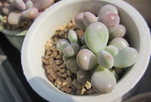 一棵小桃蛋的成长记，即使之然一身也不放弃生长，萌新萌化了