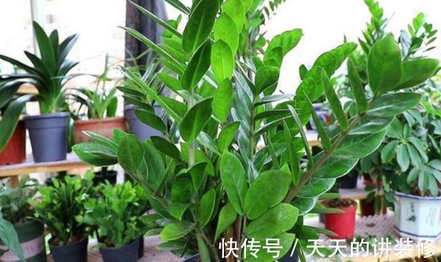 养护|新手养金钱树,做到“两少一多”,长势喜人,还能绽放小黄花