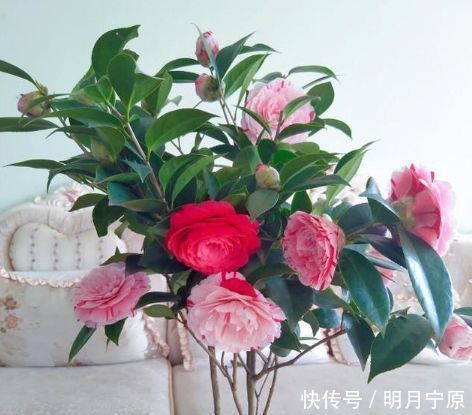 一种心情|人养花,花也养人,4种花净化空气,养在阳台,轻松开成花海