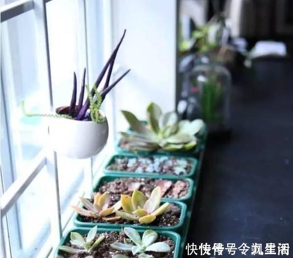 根系|刚买的多肉植物怎么养才不会死, 老花友给新手的8个建议！