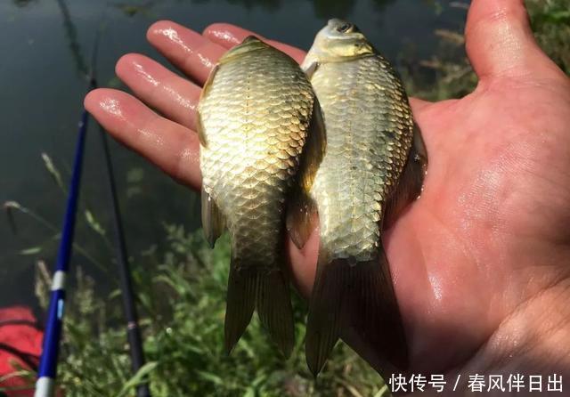 一钩触底一钩悬真的好吗?很多人弄错了,野钓这样调漂才高效