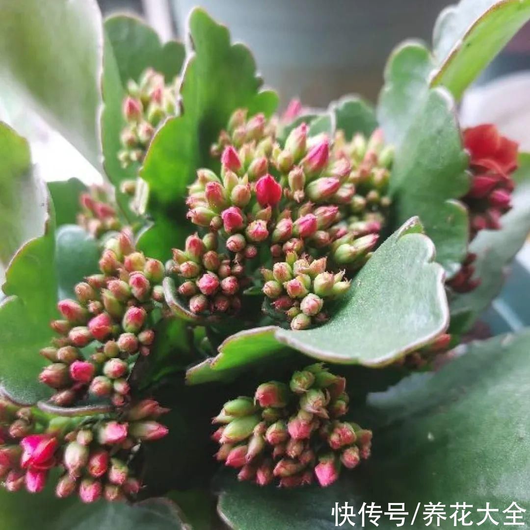 半个月|半个月没太阳,给花开浴霸补光,竟然开了300朵