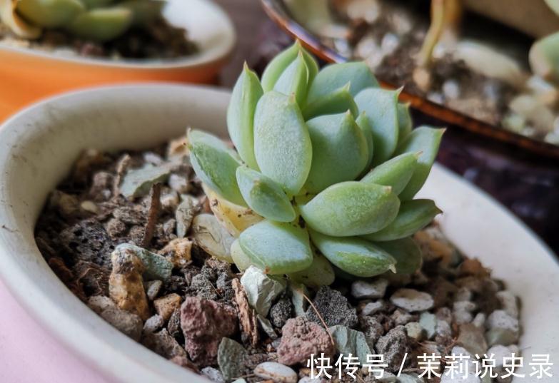 这3款多肉特容易养残,园艺新人甭轻易被它们的高颜值骗了!