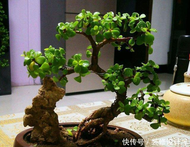 养护|这3种花养成老桩价值高,养得越久越美,喜欢的别错过