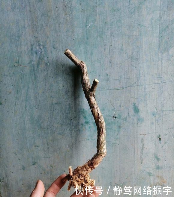 玩盆景造型很重要哦,就像这两个六月雪素材,这样培育真的美翻了