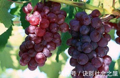 食物|吃黄瓜会让肝脏受负担?医生建议:多吃这4个食物,肝脏才更健康