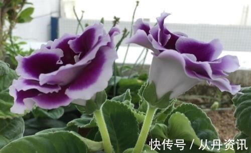 家里采光不好也能养花,这几种高颜值花,摆在阳台就能开爆