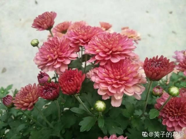 桂花|公认难养的20种花，养一盆死一盆，下次还敢买
