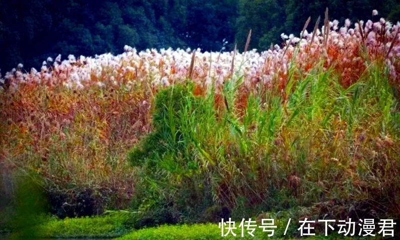 王国维$芦苇摇浪花,昼若飘絮夜似雪海醉了词人诗家,有欢欣也有愁情天涯