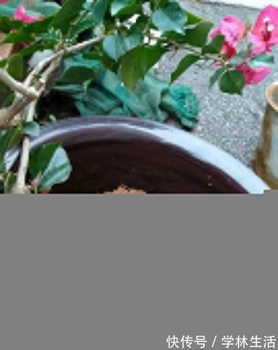 养花技巧：花盆里出现这个，抓紧换盆，不然一浇水就死翘翘