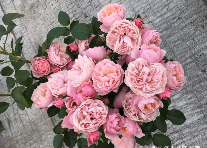 月季出现这种枝条,开花会很少,如果发现,要及时剪掉