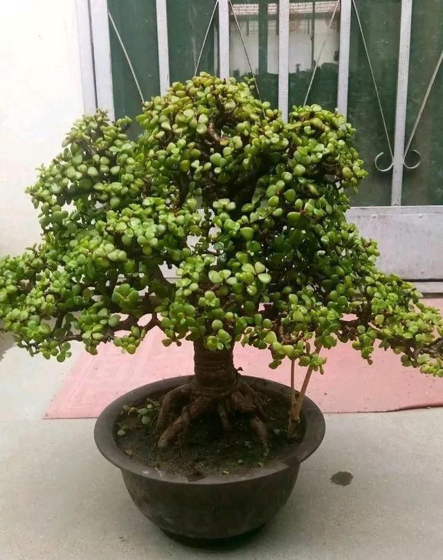 金枝玉叶拔起来养,造型惊人,身价能翻几百倍