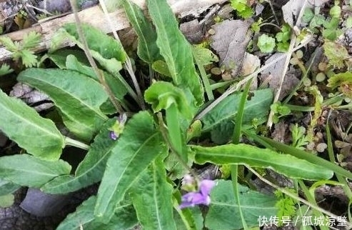 紫花|农村常见的野草,称为“犁头草”,现在才知能入药,价值珍贵