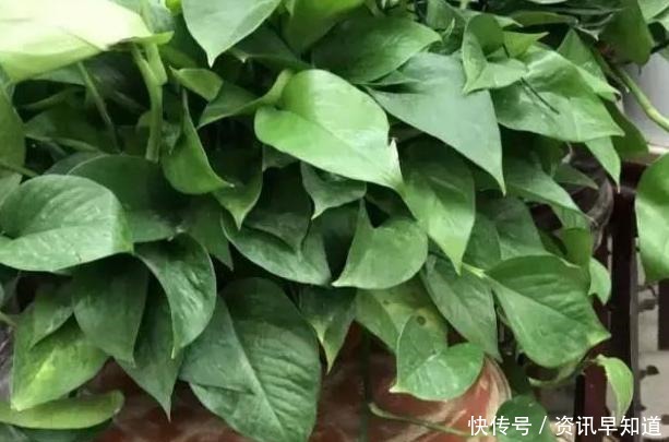 家里养花就用淘米水浇花,这么处理效果一级棒,还能省下大笔钱