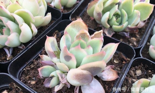 进入“黑名单”的多肉,便宜也不买,“坑”人没商量!