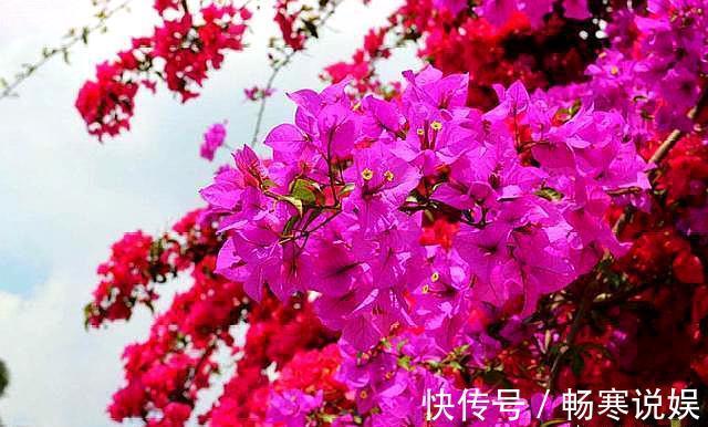 三角梅烂根不要怕,“1招”处理,七天恢复,马上开花“爆盆”