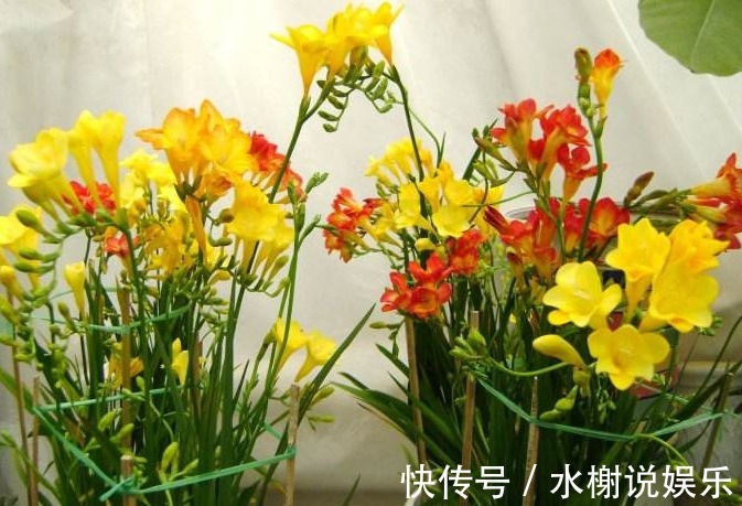 兰花|3种兰花,人称“天然香水”,比茉莉更香,比绿萝好养,飘香十里