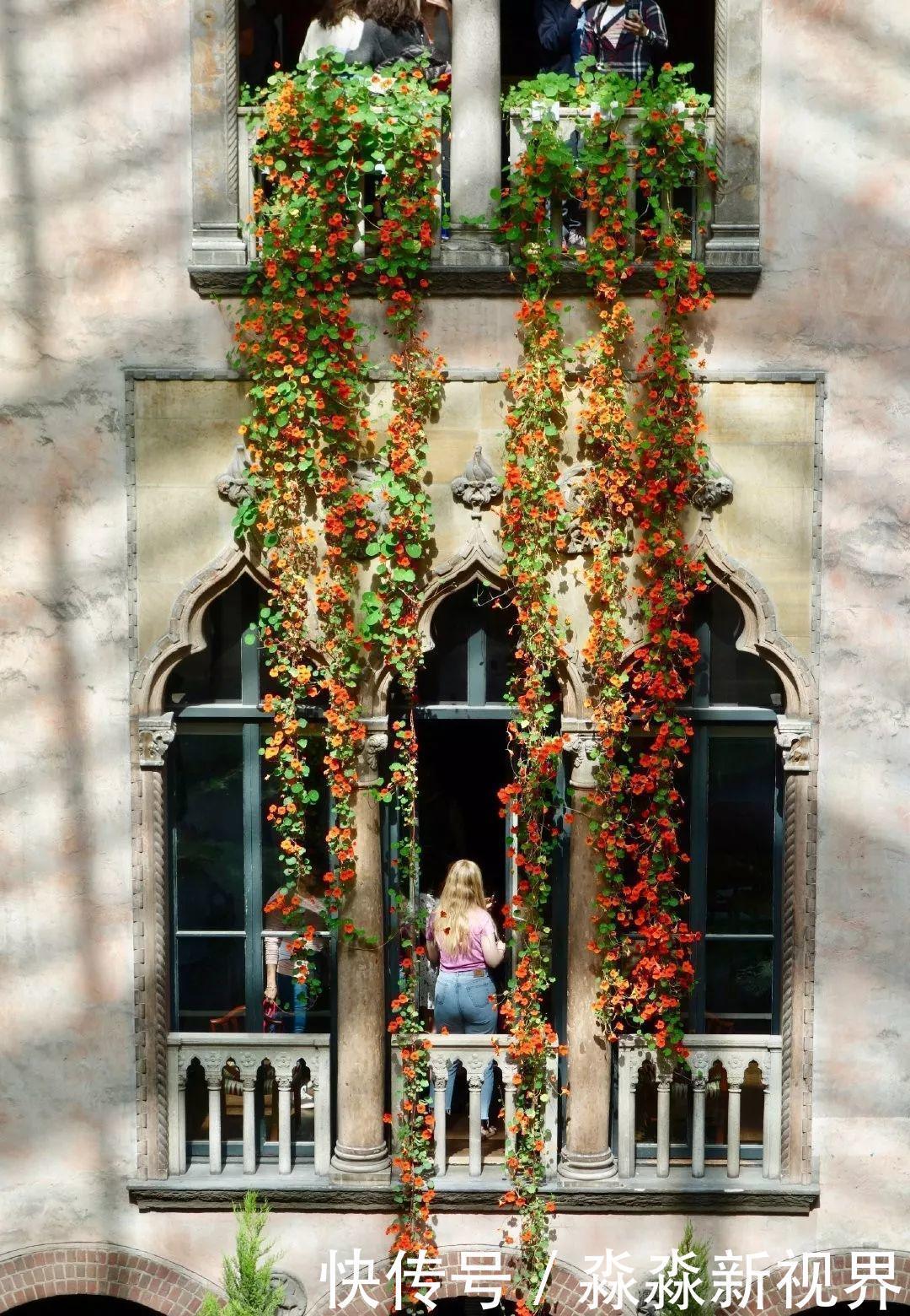 荷花|大爷养的“荷花”,窜的房顶高,垂下来变成花瀑布!