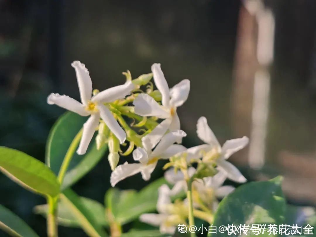 枝条|冬剪开始了，月季看见这种枝，就要赶紧剪