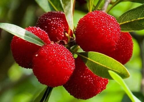 鲜果味|女人想要保持年轻,多3种食物,清热祛暑,美容养颜,早知早好