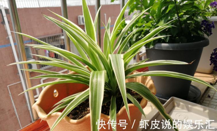 补充|王大叔养吊兰,轻松养成“瀑布”,全靠对“这方法”的熟悉