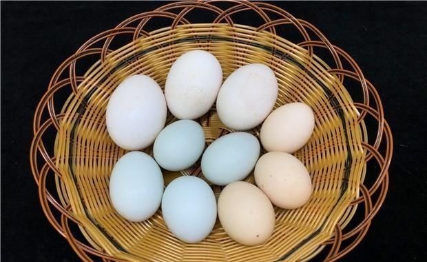 鸡蛋、鸭蛋、鹅蛋哪个营养最高今天总算知道了,以后别再吃错了