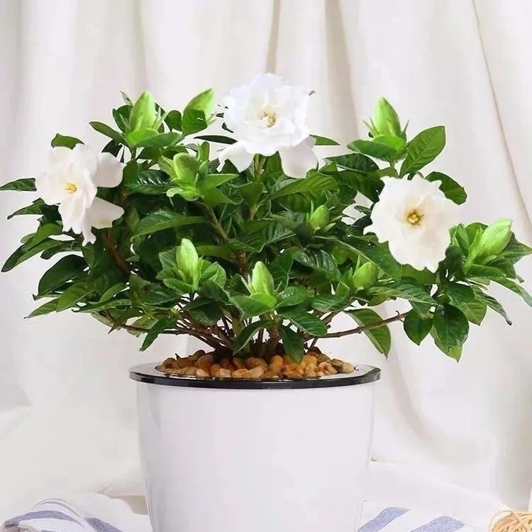 家养六种花，个个都是“醋坛子”，隔几天喝一点醋，叶子绿油油的，越长越旺盛