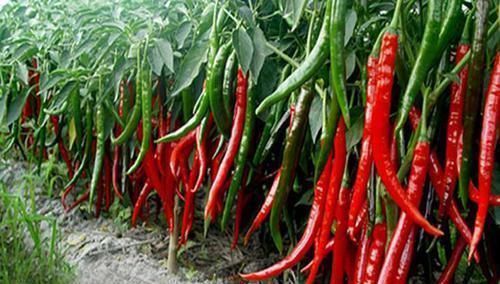 食物|女人来例假，这4种食物再馋也别吃，会加剧痛经，对子宫健康不利