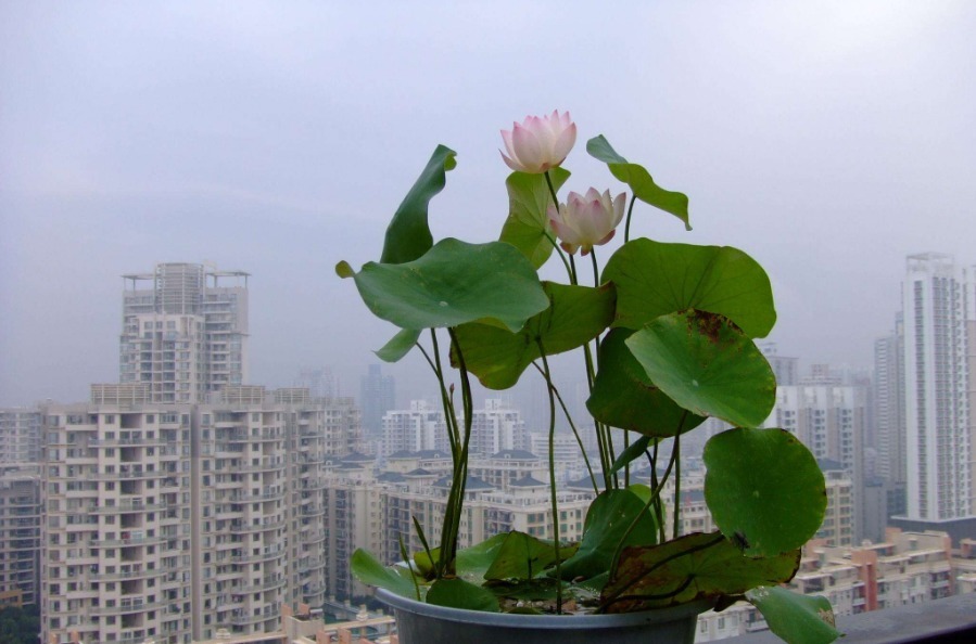 可以大胆浇水的三种花，浇的越多长得越旺，绿植养好能开花