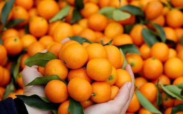 消食积|一把金桔十副药,冬季金桔配一物泡茶,营养双倍,上班族的福音