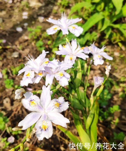 冬天|秋天种下3种花，冬天零下也不怕，明年春天花开满园