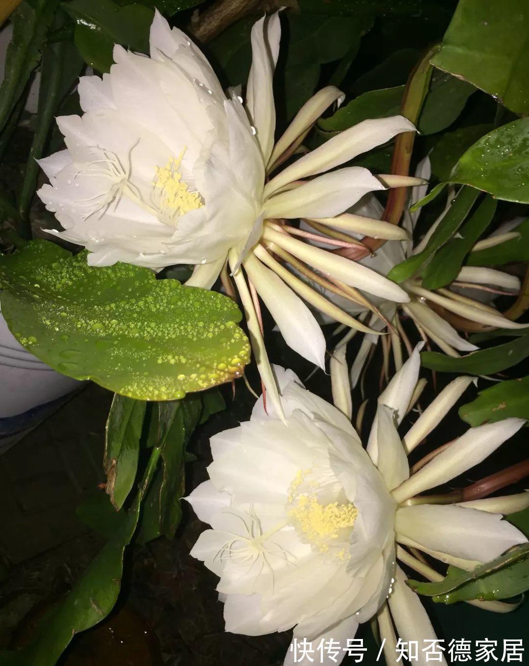 磷酸二氢钾|4种漂亮花,下个月就开花,现在别“瞎修剪”,耽误一年开花量