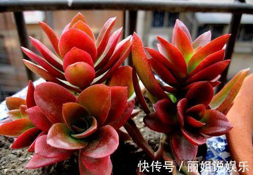 喜欢多肉就养“普货6宝”,耐寒又耐热,轻松一养就出状态