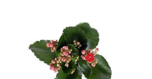 夏季长寿花黑腐现象严重，“反着”来养，养出更多侧芽更容易爆盆