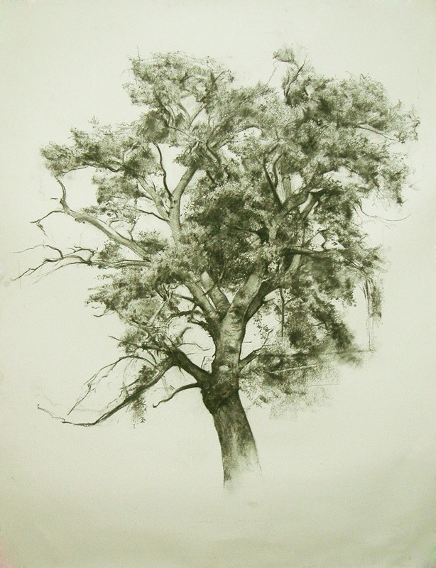 素描&唯美写实的素描,西班牙艺术家Miguel Angel Oyarbid笔下的树