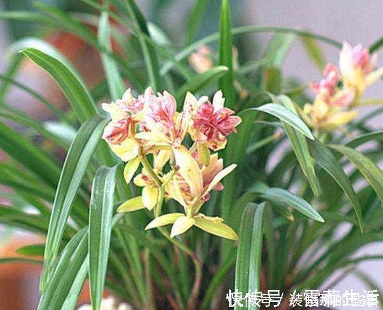 4种花,一养就爆盆,爆成大瀑布,比法国香水还香