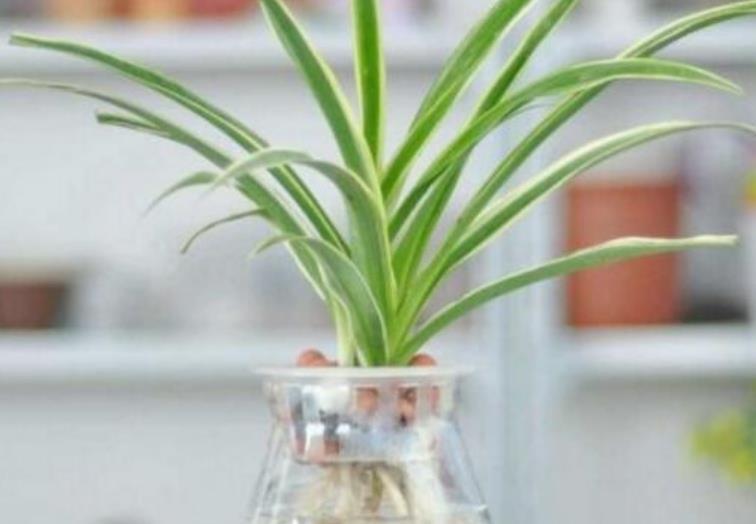  6种花，丢水里就疯长，懒人新手都能养爆盆