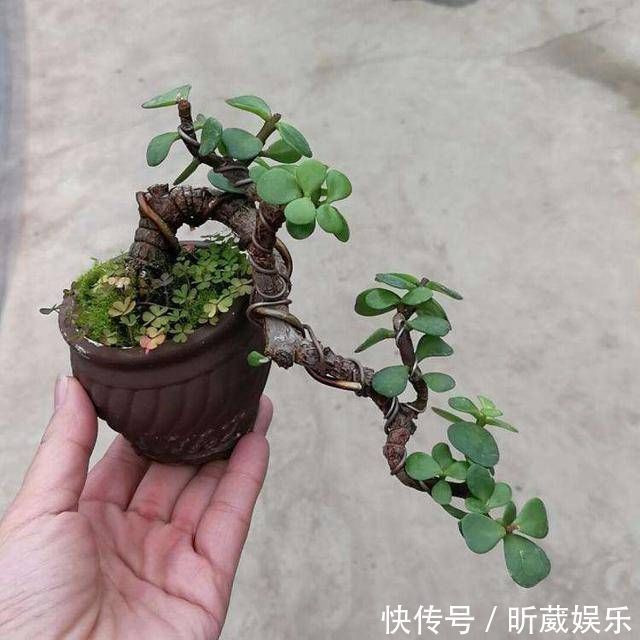 翻倍|金枝玉叶使劲晒太阳，枝干木质化，养成盆景价值翻倍